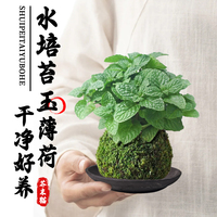 薄荷苔蘚球水培植物茶幾桌面綠植