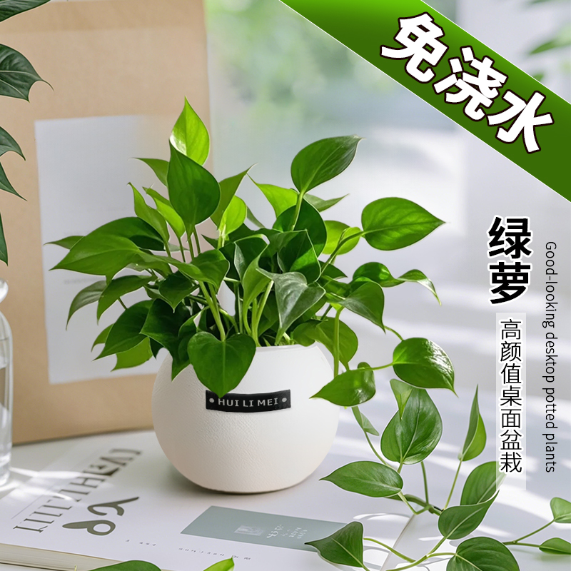 绿萝盆栽室内客厅绿植