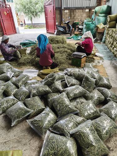 2025年晒干岷县北提提摩西草