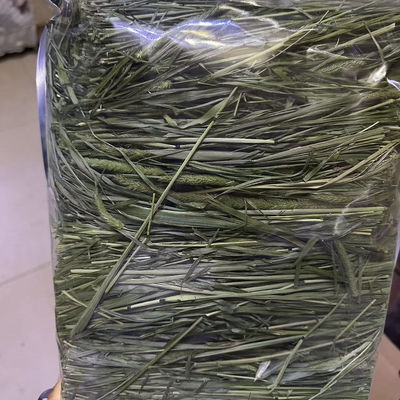 25烘干头茬提摩西草段包邮