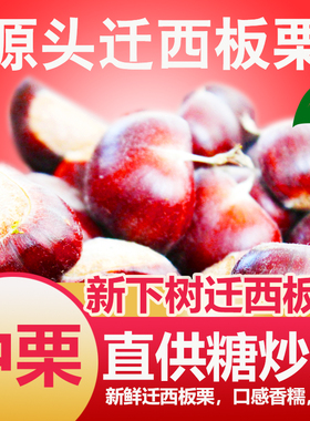 迁西板栗产地直发新鲜板栗 生 新鲜 板栗直发 各种规格 3113板栗