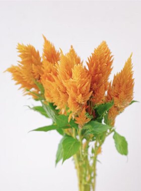 速发橙色尾凤花节养植物红色办公室室内装饰居家水日礼物云南直发