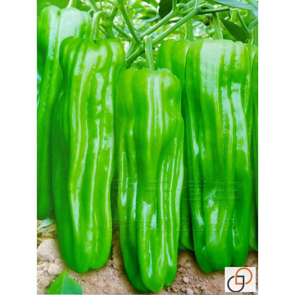 早熟辣椒种子薄皮大果泡籽