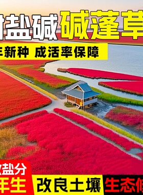 碱蓬草种子红色翅碱蓬卤蓬土壤沙荒地绿化耐盐碱治理土壤改良种籽