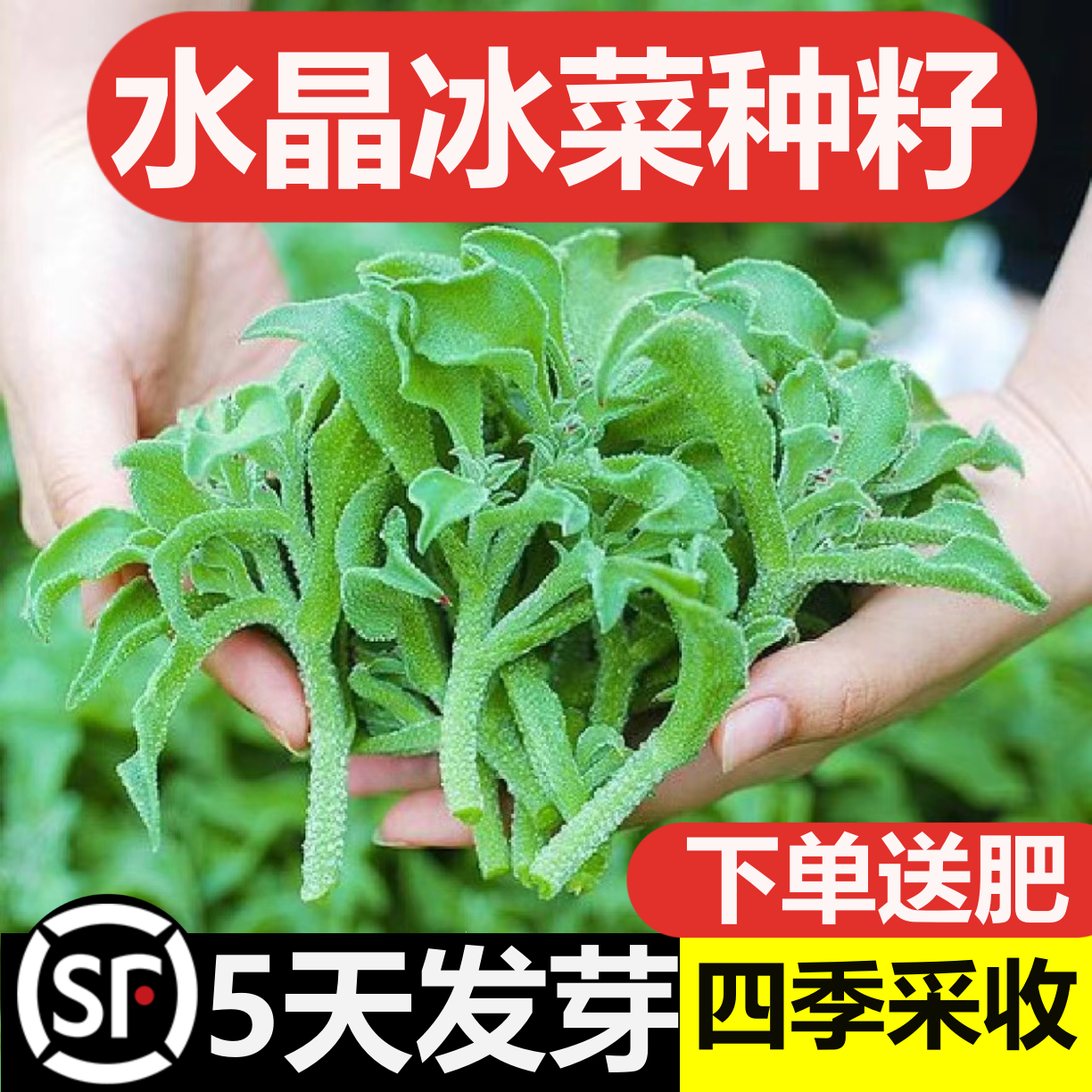 水晶冰菜种籽阳台蔬菜种子大全四季盆栽冰草苗秧秋冬种植青菜种孑