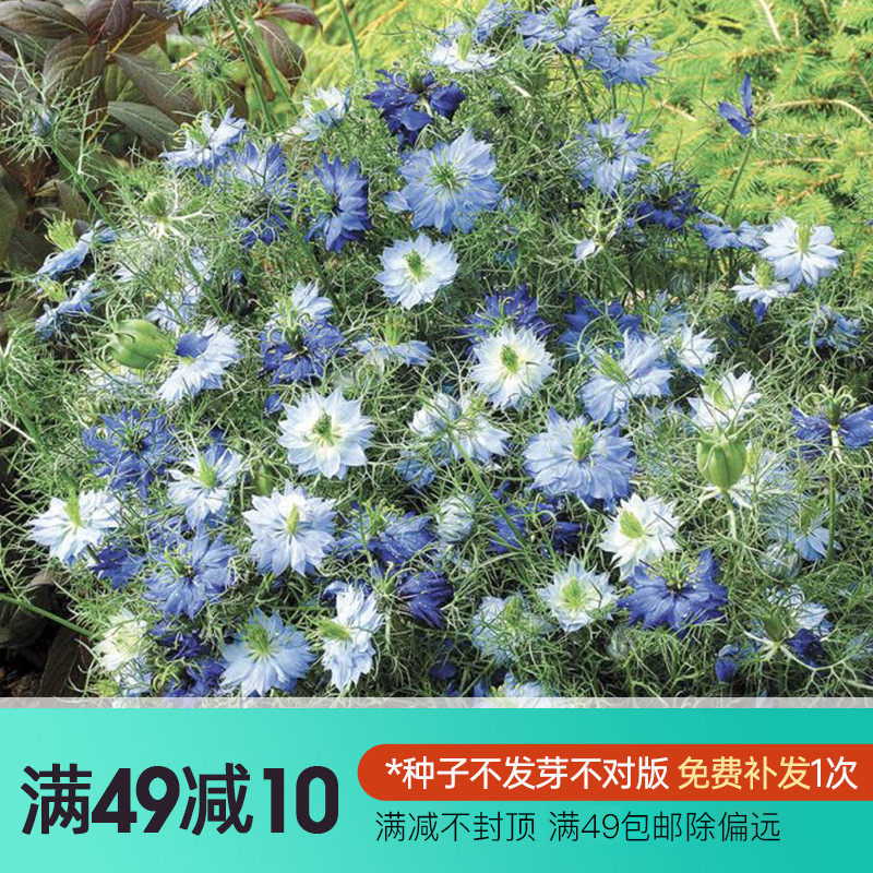虹越萌吖吖花卉种子风铃草黑种草薰衣草彩叶草含羞草飞燕草月见草