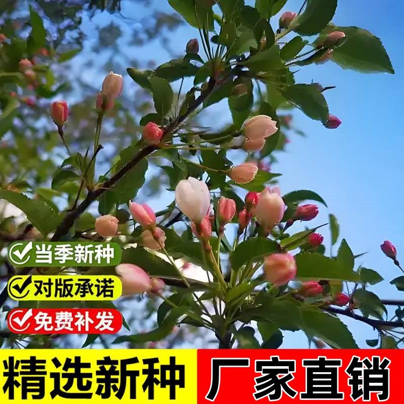 当年新采平邑甜茶种子蒙山甜茶茶海棠嫁接苹果实生砧木灌木树种籽