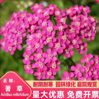 蓍草种子花种子耐寒花种籽子多年生西洋蓍草花籽庭院室外花卉种孑