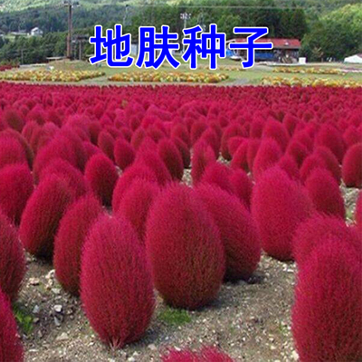 红叶地肤草种子绿盆栽景观花