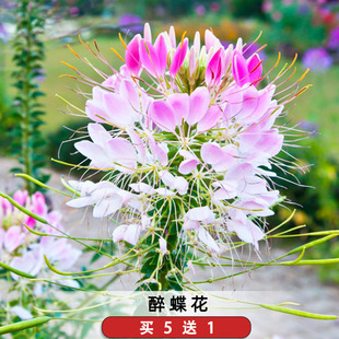 醉蝶花种子100粒紫龙须凤蝶草蜘蛛花籽花坛室外阳台盆栽春季播