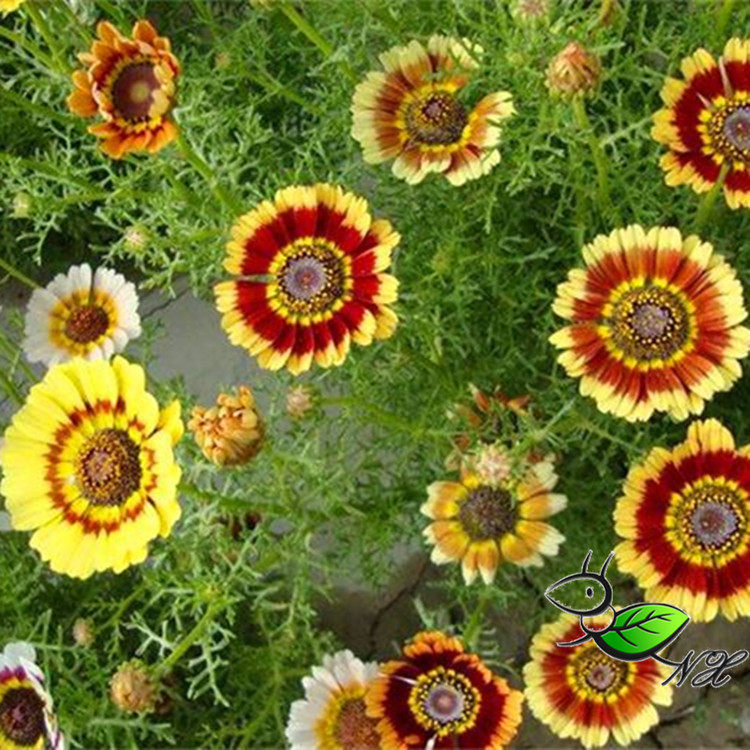 gc17花环菊种子混色 宁夏小蚂蚁春秋播三色菊阳台盆栽景观约350粒