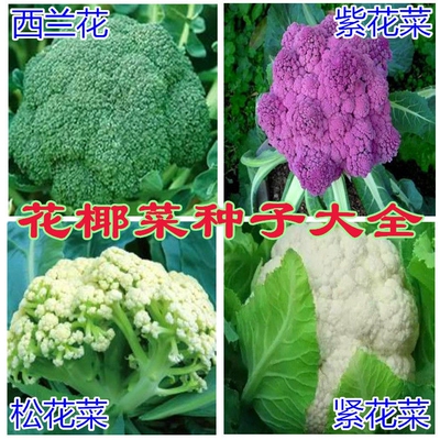 花椰菜松西兰蓝紫种籽绿四