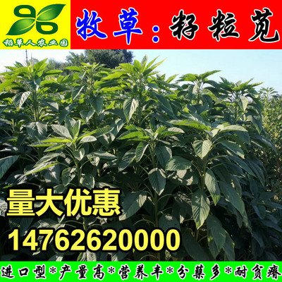 进口美国籽粒苋种子优质高产