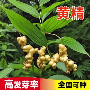 黄精种子老虎姜四川多花不倒黄精种子滇黄精种子鸡头种子黄精种籽