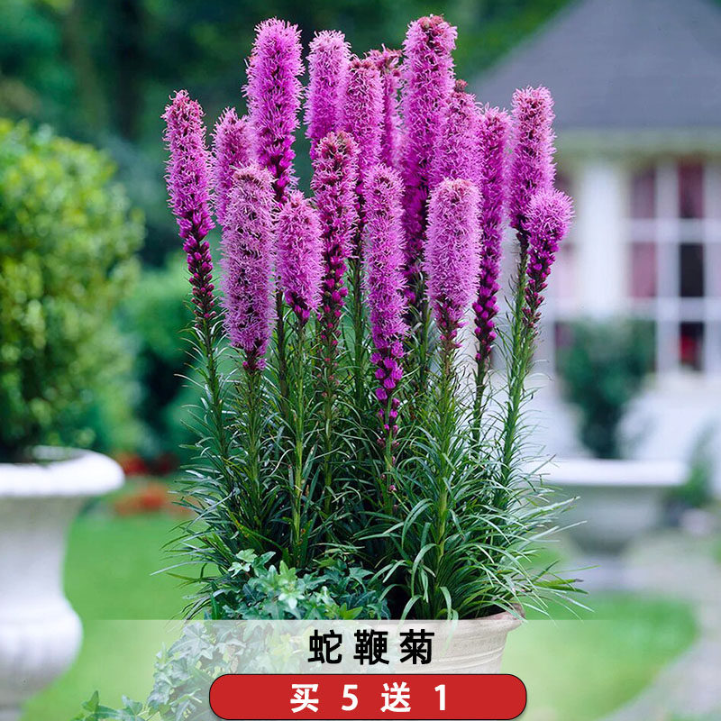 蛇鞭菊种子麒麟菊花籽猫尾花种籽花坛阳台可盆栽多年生宿根春秋播,鲜花速递/花卉仿真/绿植园艺,家庭园艺种子,淘宝优惠券,粉丝福利购,淘宝优惠卷