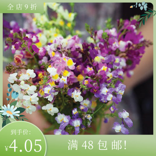 进口矮生型柳穿鱼种子糖果混