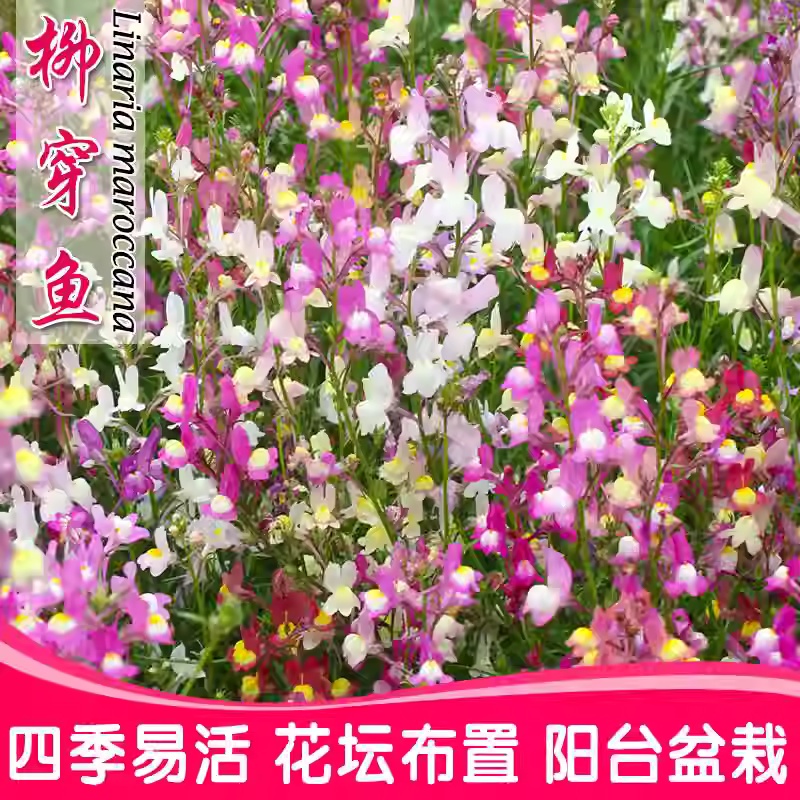 柳穿鱼种子易活四季庭院盆栽