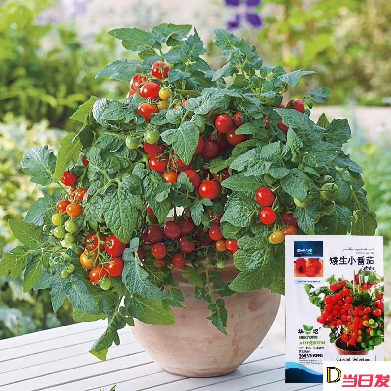 矮生盆栽番茄种子草莓蔬菜种孑苗樱桃小西红柿圣女果庭院阳台种籽
