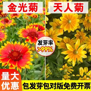金光菊撒哈拉黑心天人种子籽图片
