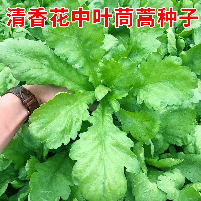 清香花中叶茼蒿种子皇帝菜春