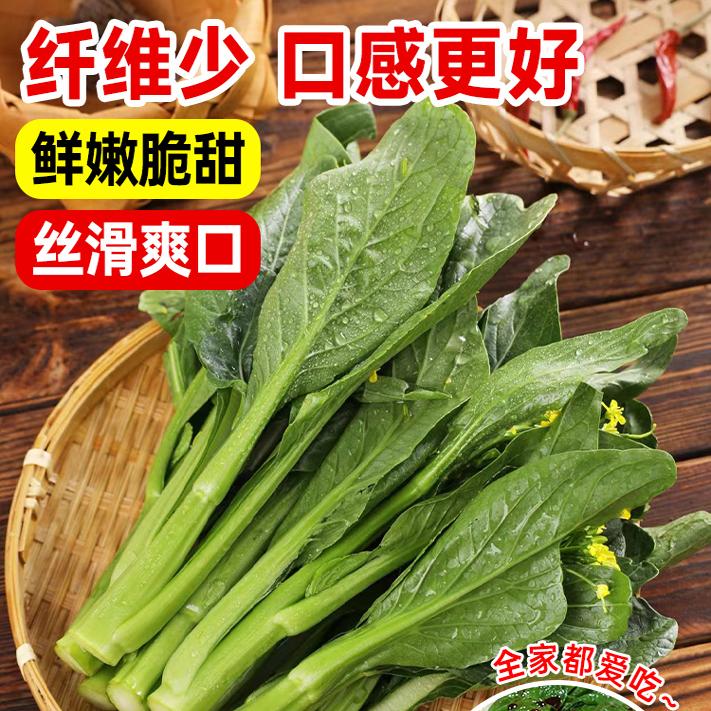 广东四九菜心种子籽苔甜春