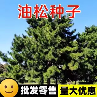 油松种子林木种松树种籽短叶松短叶马尾松红皮松东北黑松油松树籽