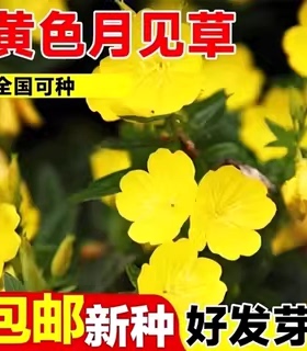 黄色月见草种子四季播开花易活多年生待宵草花种籽庭院阳台盆栽苗