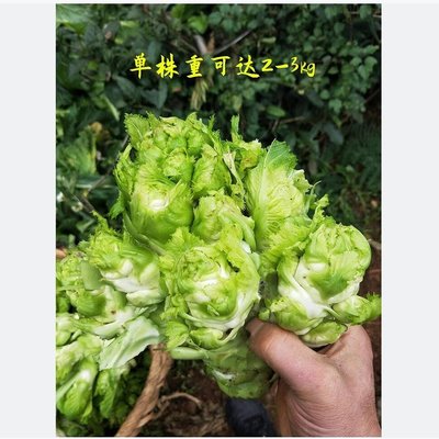 四川儿菜种子籽芥季娃蔬抱孑