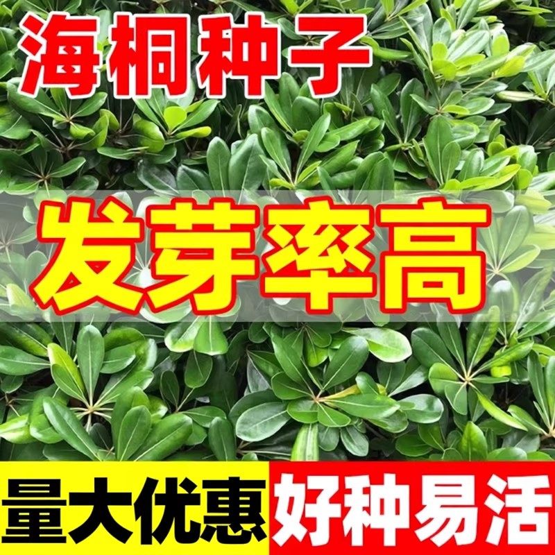 海桐种子优质林木种子花卉种子苗木种子四季常青海桐种子籽