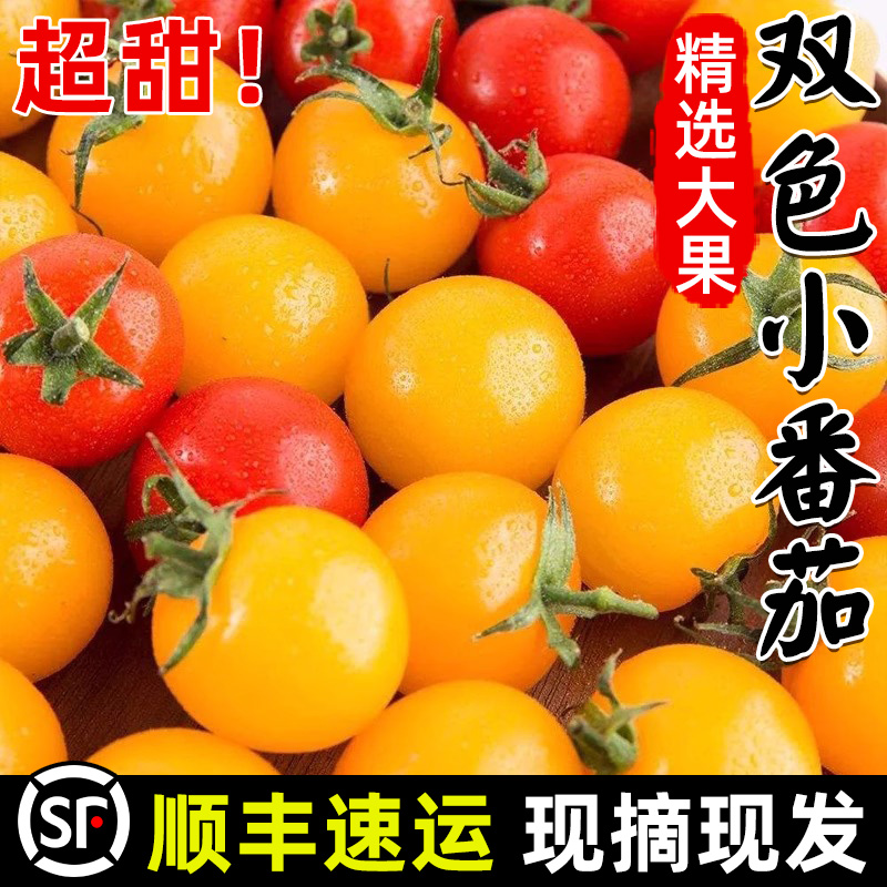 露天爆甜双色小番茄顺丰速运