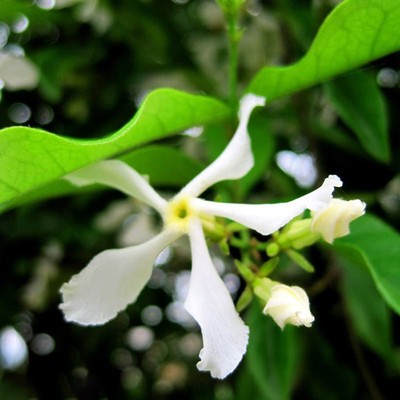 风车茉莉爬藤植物络石藤盆栽苗全年常绿易养花有香味