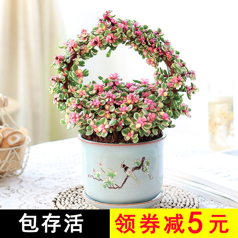 金枝玉叶盆栽造型多肉植物大颗大型老桩稀有品种雅乐之舞肉肉盆景图片