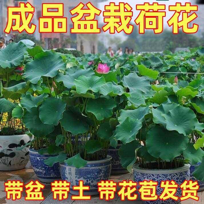 荷花盆栽成品苗水养四季睡莲碗莲植物庭院池塘种植大型观赏荷花藕,鲜花速递/花卉仿真/绿植园艺,造型盆景,淘宝优惠券,粉丝福利购,淘宝优惠卷