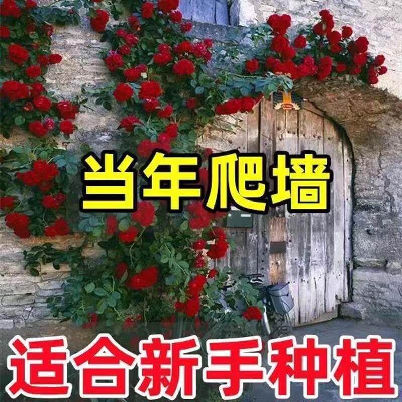 蔷薇花苗爬藤四季开花月季特大花苗庭院花卉绿植盆栽爬墙玫瑰树苗
