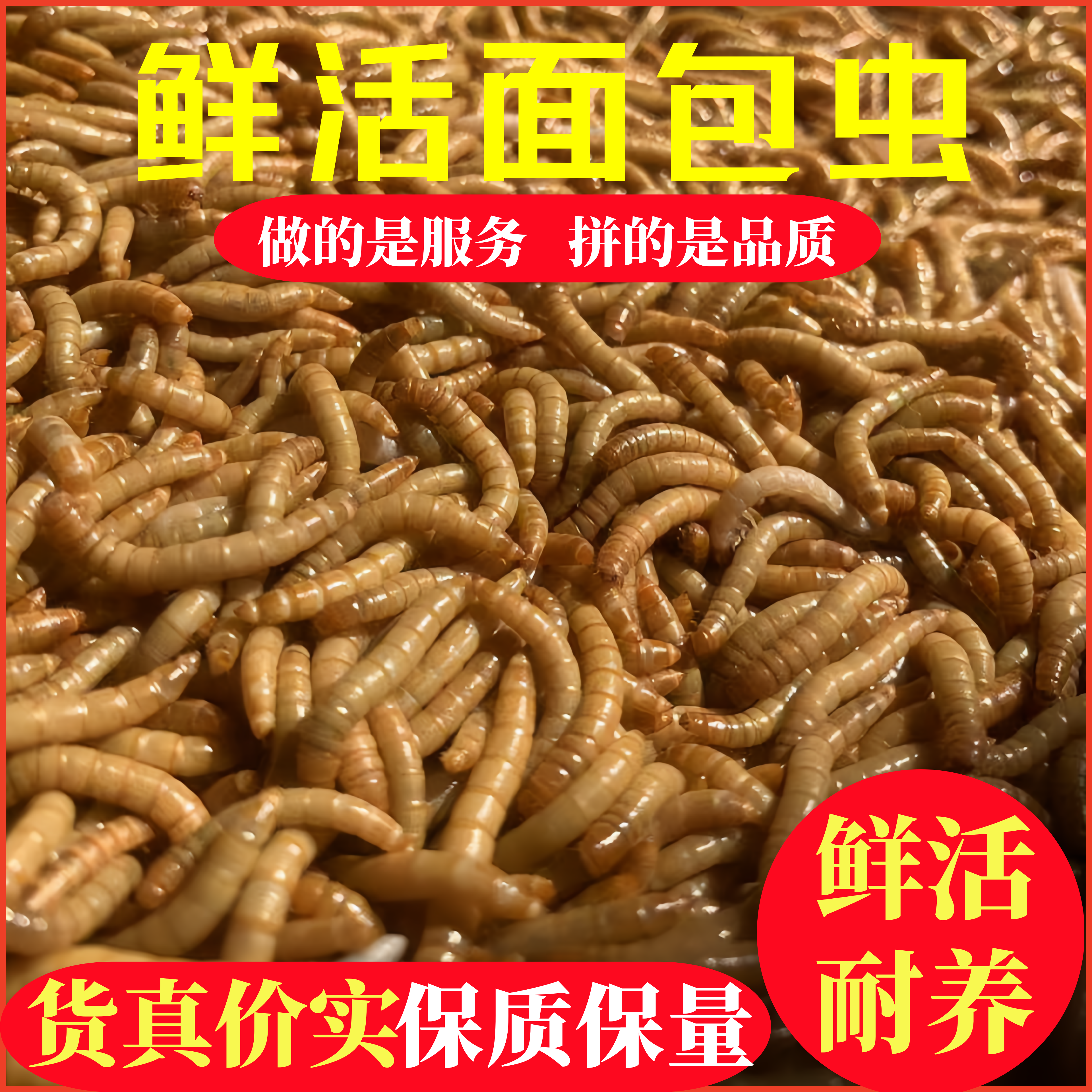 鲜活活体面包虫黄粉虫钓鱼饵料