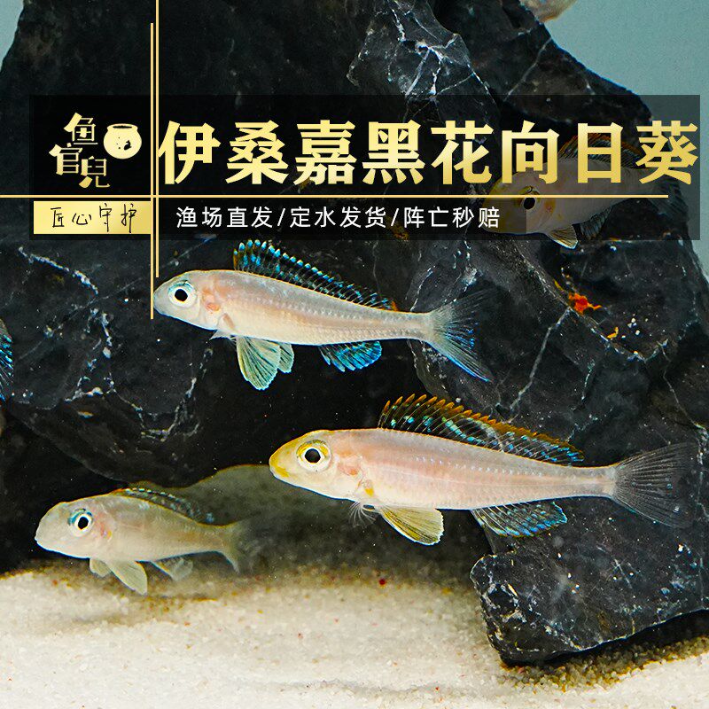 速发鱼官儿慈鲷观E鱼伊桑嘉黑花向日葵黑赏黄王鲷非洲底栖黄E