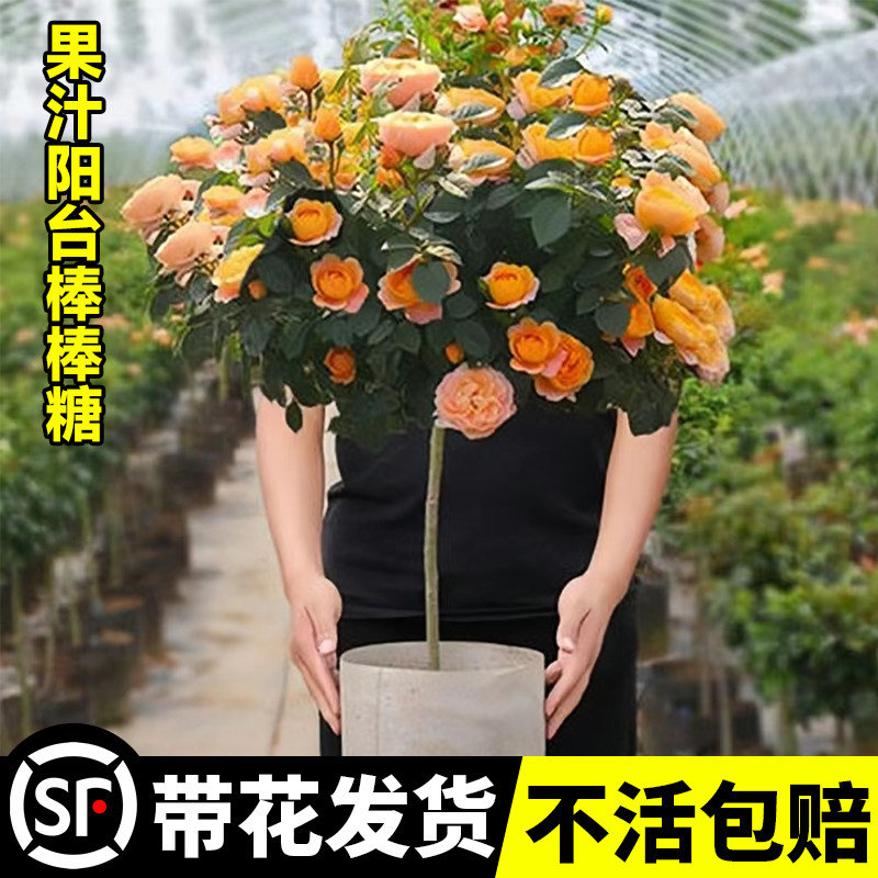 速发果汁台月季棒院糖树桩带花月季花苗四季开花头植物庭棒多卉玫