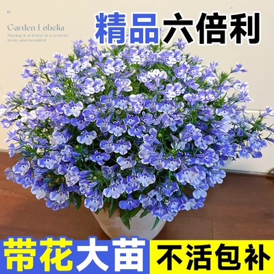 速发倍六利花苗盆栽带花新内兰半边莲室西客厅耐寒绿植物花卉四季