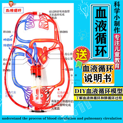 儿童认识人体器官血液循环模型初中小学生生物知识医学小实验器材