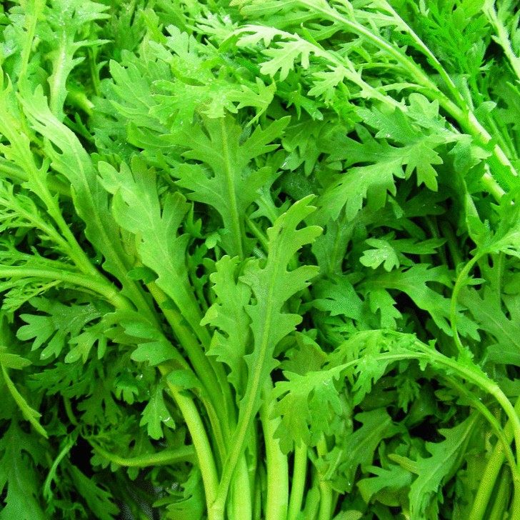 散装茼蒿种子 同蒿  菊花菜种籽 光杆茼蒿 中叶小叶茼蒿种子