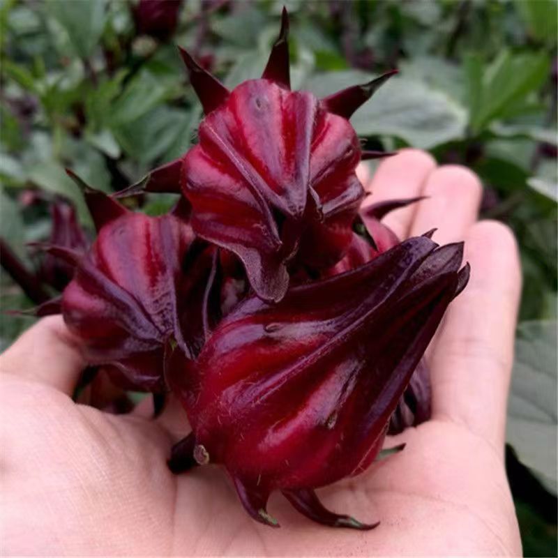 食用洛神花种子 玫瑰茄果花草茶种子易种植