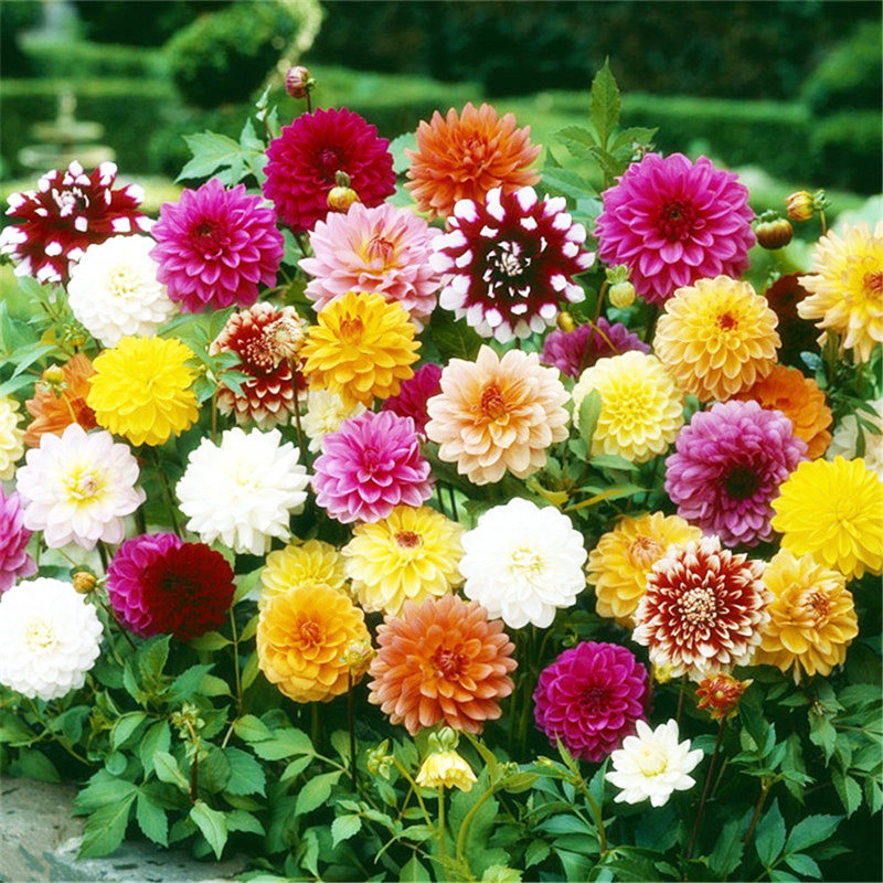 地瓜花大丽花种子四季种易活庭院阳台重瓣混色鲜花种子大丽菊
