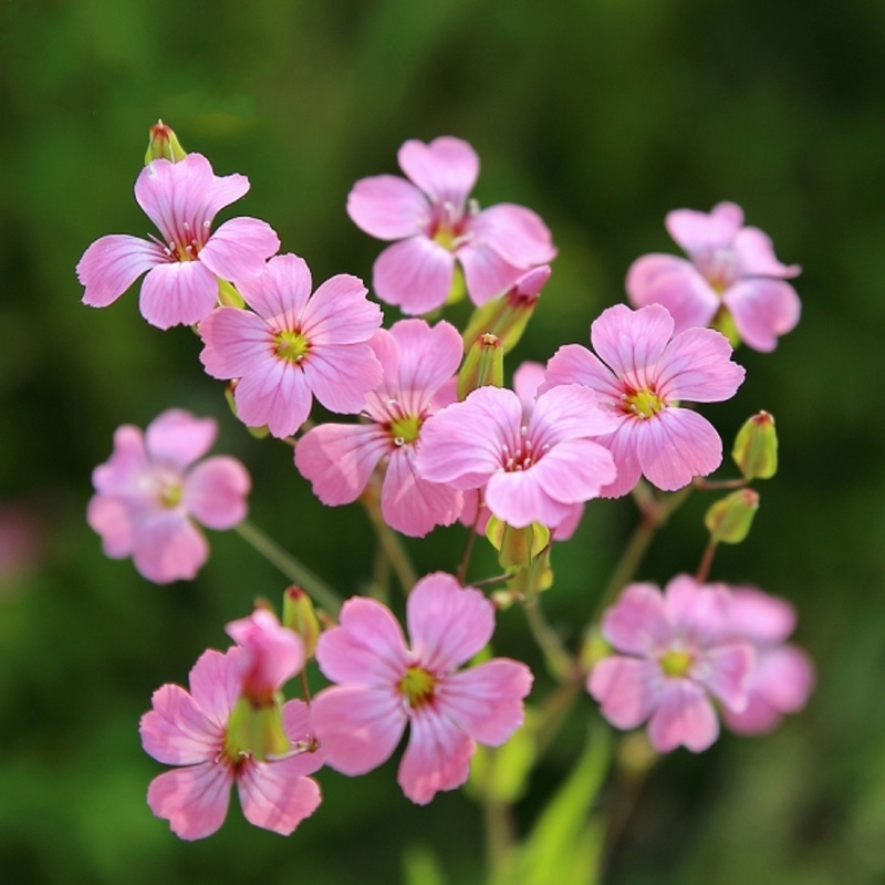 粉色满天星种子麦蓝花菜籽室外