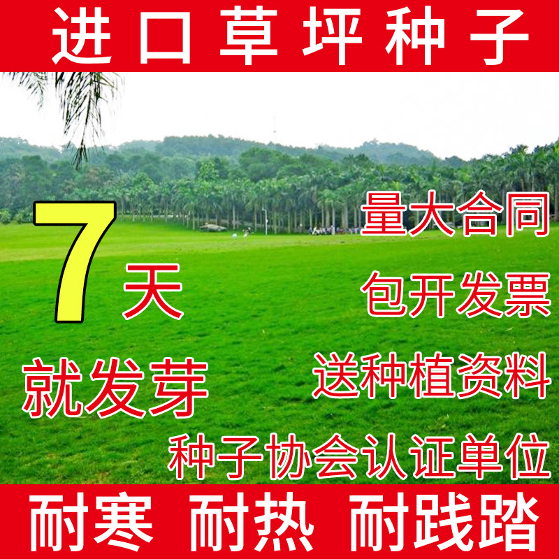 进口草坪种子四季青不修剪高羊茅黑麦草狗牙根庭院护坡耐践踏草籽