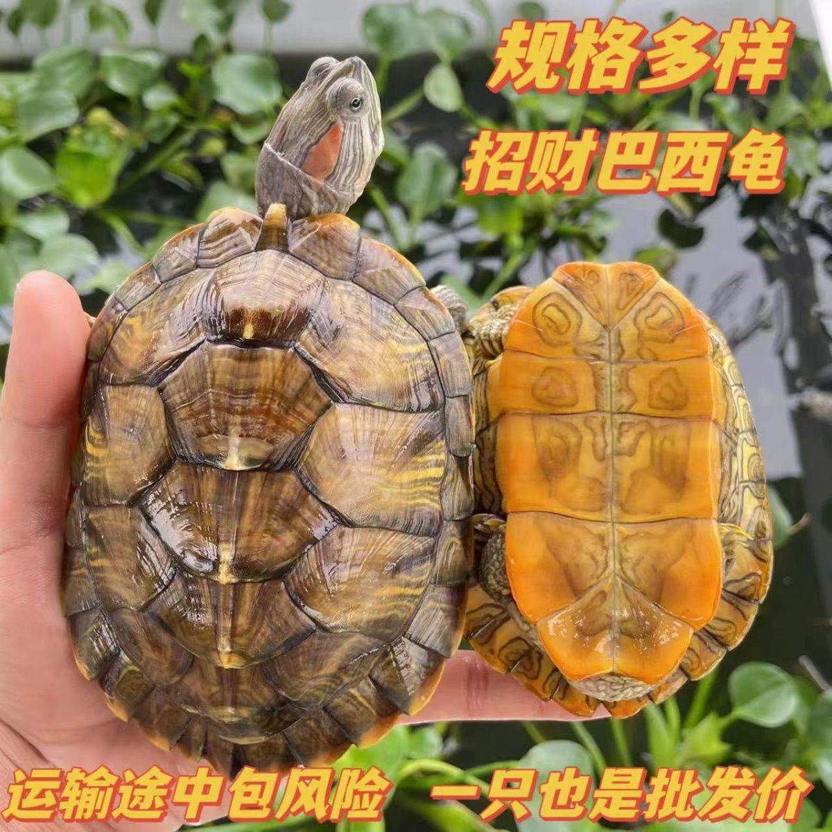 外塘新手绿色巴西彩龟大小巴西龟好养宠物龟幼苗观赏龟小乌龟