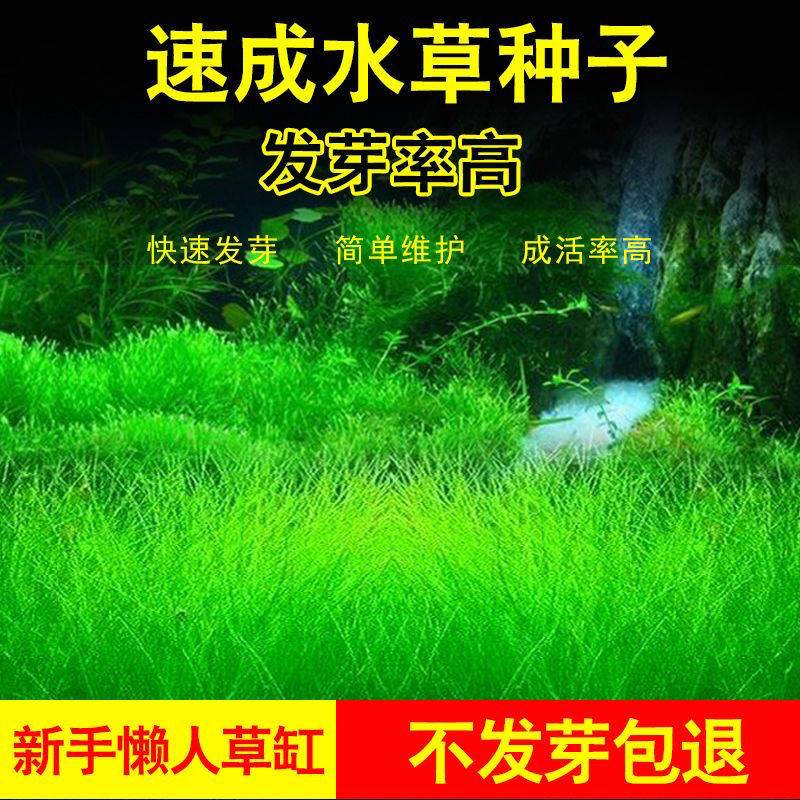 四季速成水草种子生态鱼缸水缸前景草...