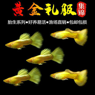 黄金礼服活体小型孔雀鱼胎生鱼苗纯种淡水好养耐活热带观赏鱼包邮