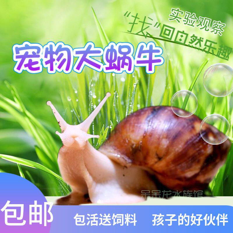 蜗牛白玉蜗牛活体宠物学生实验科学观察饲养繁殖大蜗牛观赏宠物