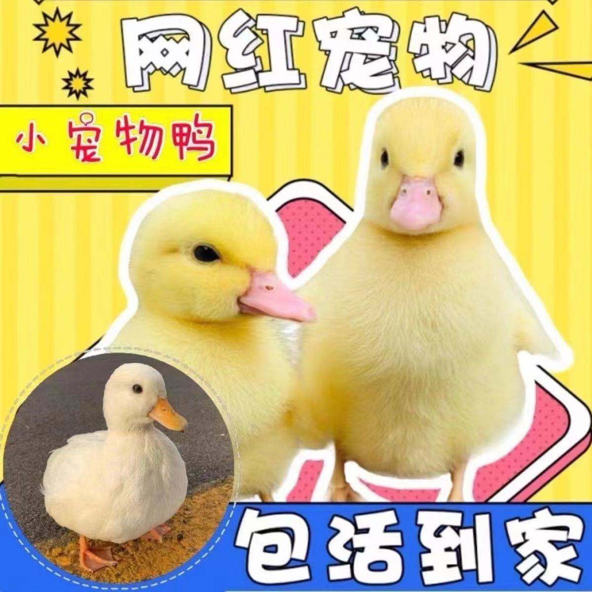 宠物小黄鸭网红小鸭子小萌鸭包活到家儿童玩伴宠物小黄鸭包邮