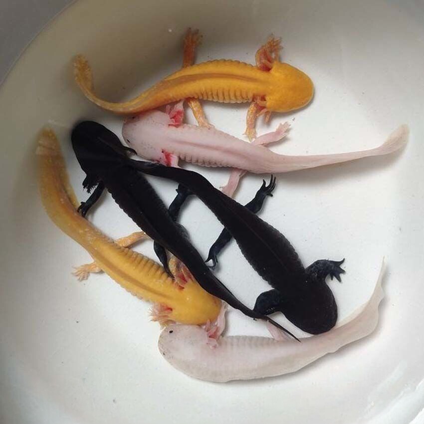 六角恐龙鱼淡水蝾螈冷水鱼观赏鱼金鱼宠物鱼锦鲤鱼水族爬行宠物鱼